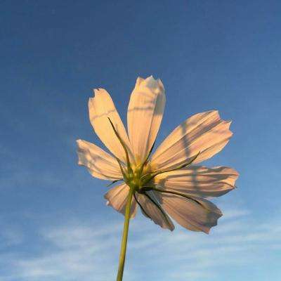 ROR体育app官方下载